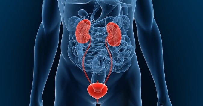 Urinary Renal System
