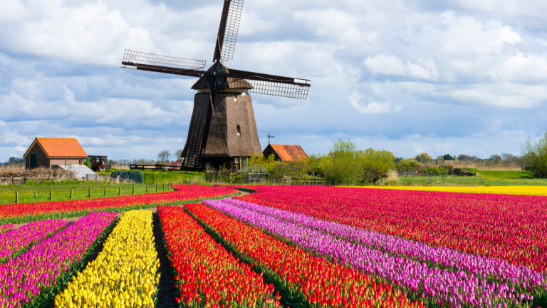 A Comprehensive Guide on How to Become a Foreign Nurse in Netherlands